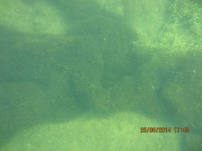Après quelques contacts, je pense que ces algues sont plutot des cladophores.<br />Je rajoute 1 photo, prise dans le même étang le lendemain, qui s...
