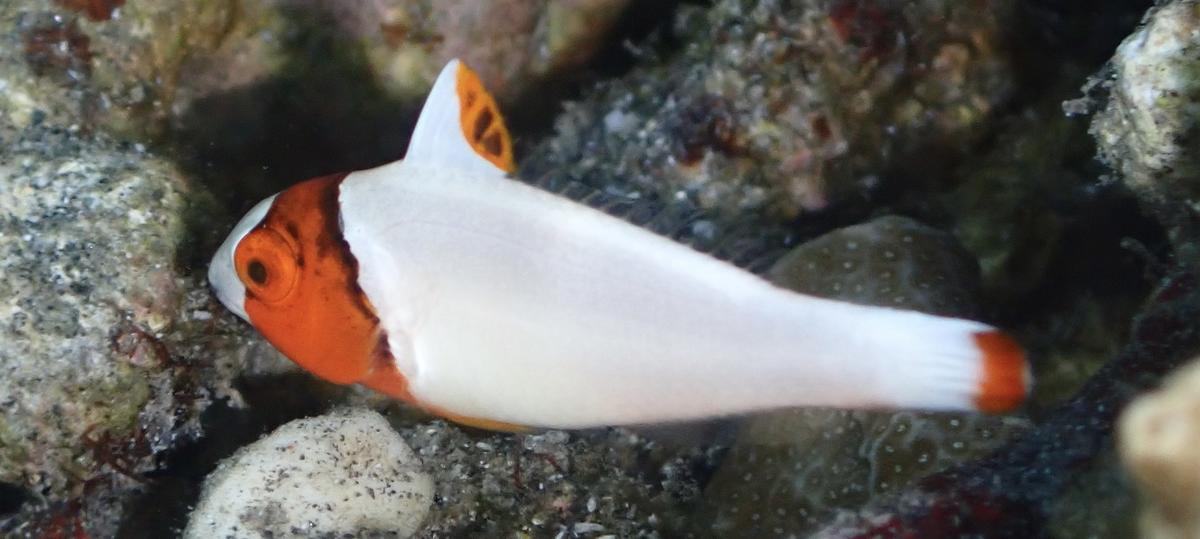 Challenge identification