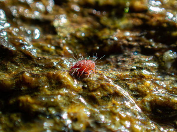 Champignon parasite Acarien intertidal