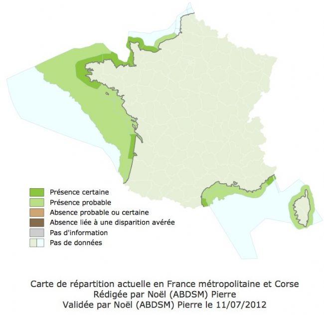 Bonjour Murielle,<br />     <em>Pisa nodipes</em> est présente sur pratiquement toutes les côtes de France. Voir carte ci-contre<a href="http://inp...