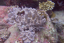 Changement de couleur du Corail