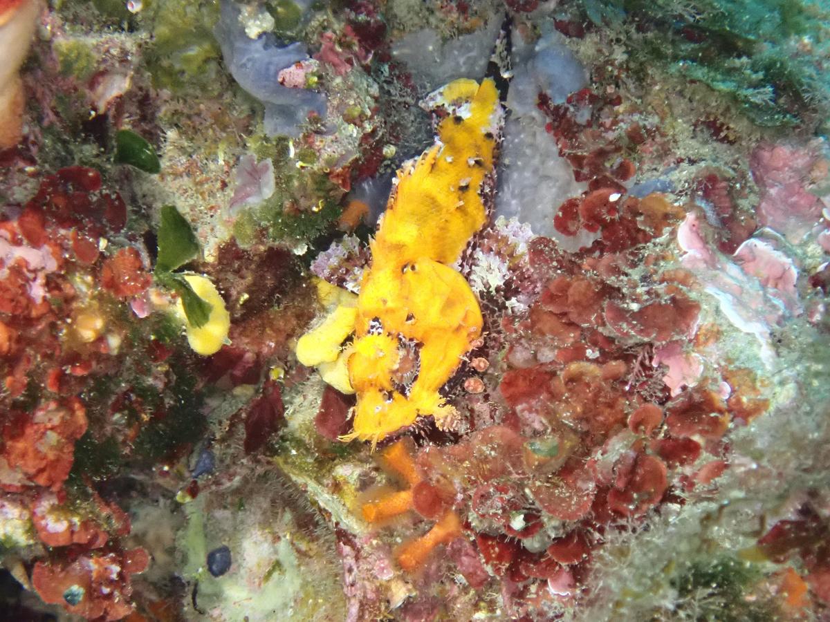<p>Il semble que le jaune soit à la mode cette année !</p><p>Pris en photo ce vendredi 17 mai !</p><p>Quelques centimètres, le faux-corail donne l'...