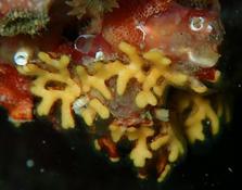 Chartella papyrea?