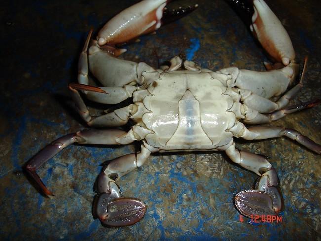 <p>crabe 2</p>