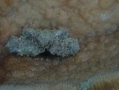 Cherche à identifier ce crabe