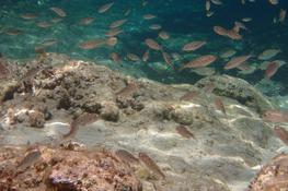 cherche nom pour ce banc de poissons juvéniles