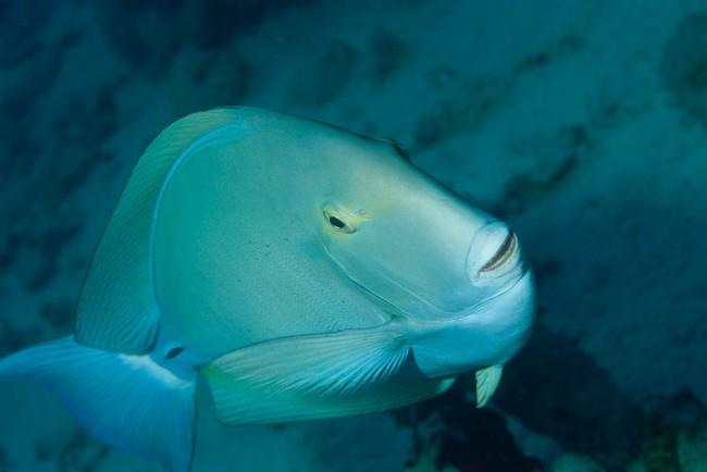 chirurgien de mer Rouge