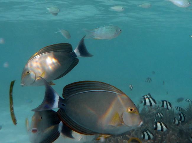 Chirurgien des Maldives