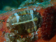 Chiton