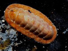 Chiton