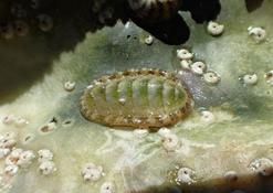 Chiton à identifier