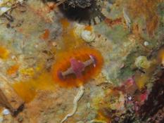 Chiton coloré