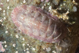 Chiton corallin ?