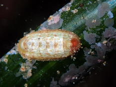 Chiton de Marseille