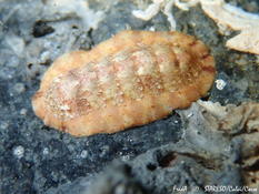 Chiton de Risso ?