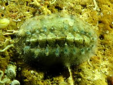 Chiton de Sausset