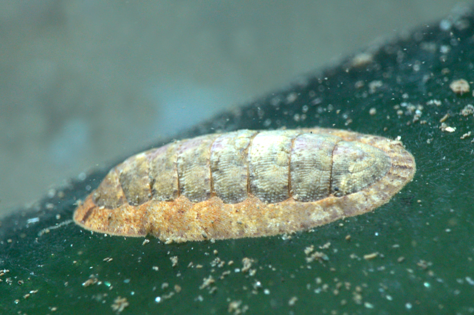 Chiton de Thau (1)