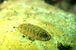 Chiton de Thau (2)