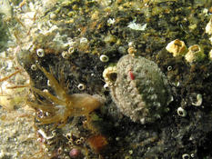 Chiton épineux : petit ou grand ?