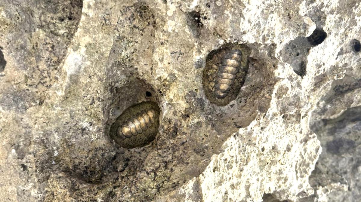 Chiton inconnu (?) Glorieuses
