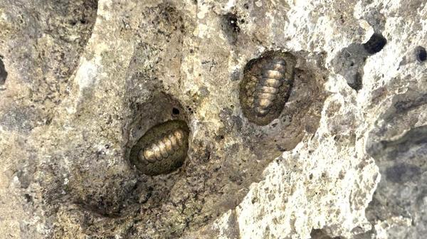 Chiton inconnu (?) Glorieuses