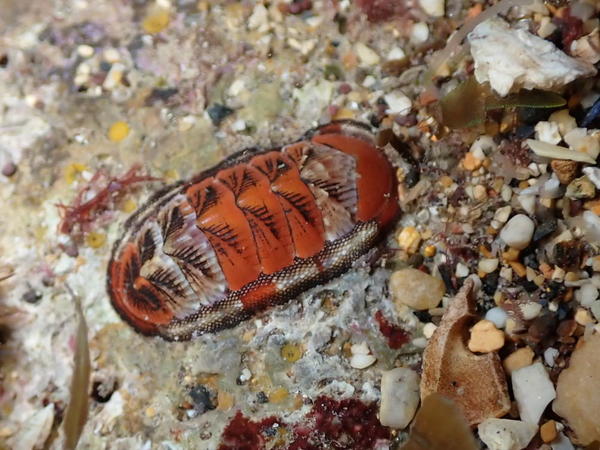 Chiton marseillais