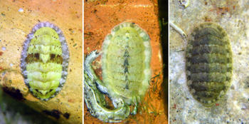 Chiton olivaceus ?