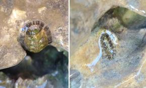 Chiton vert ?