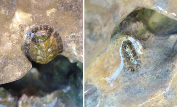 Chiton vert ?