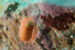 Chiton vert ou corallin ?