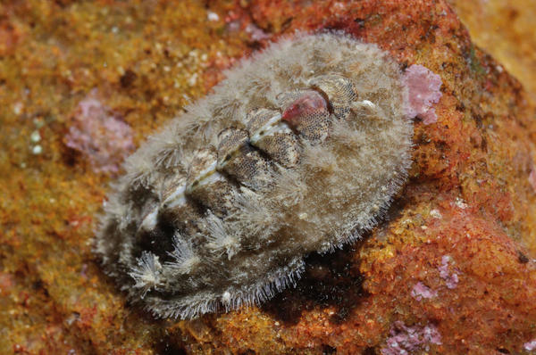 Chiton. Quelle espèce ?