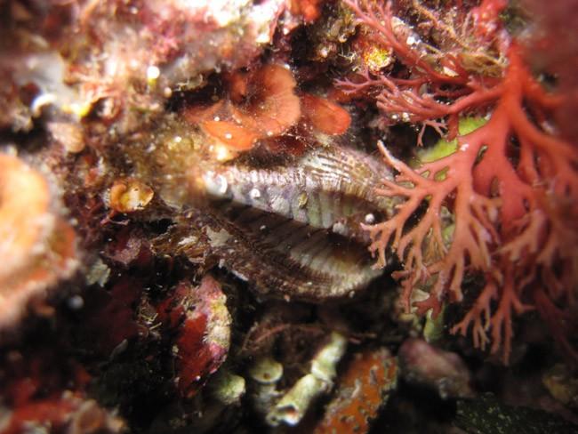 Chiton ?