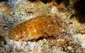 Chiton