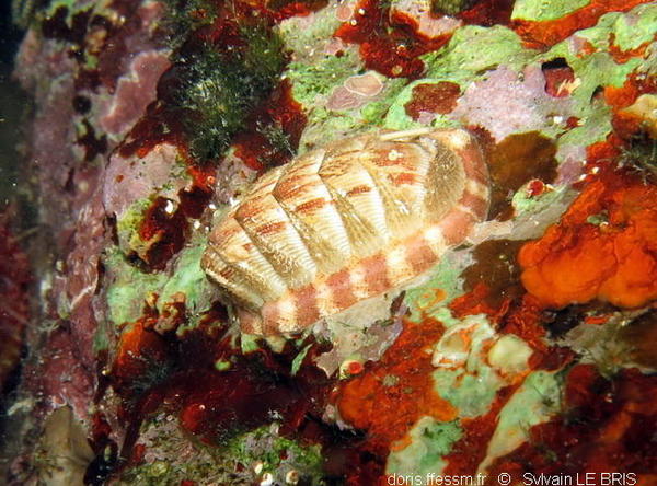 Chiton