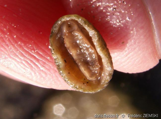 C'est bien possible en effet. Le manteau de ce chiton recouvre complètement les 8 plaques, à tel point qu'il est totalement invisible. Difficile d'...