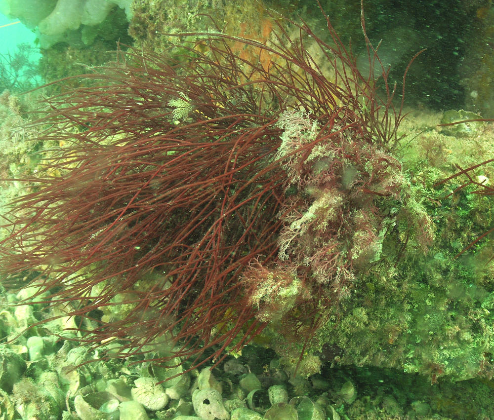 Chondracanthus pointu ou autre?