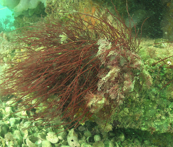 Chondracanthus pointu ou autre?