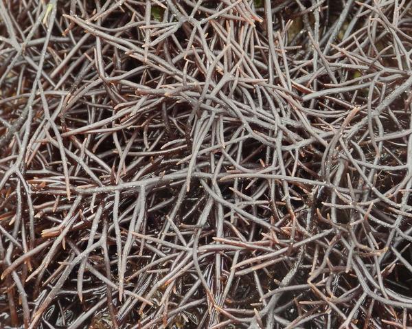 Chondrocanthus?