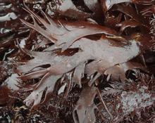 Chondrus crispus?