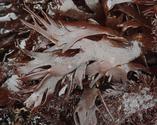 Chondrus crispus?