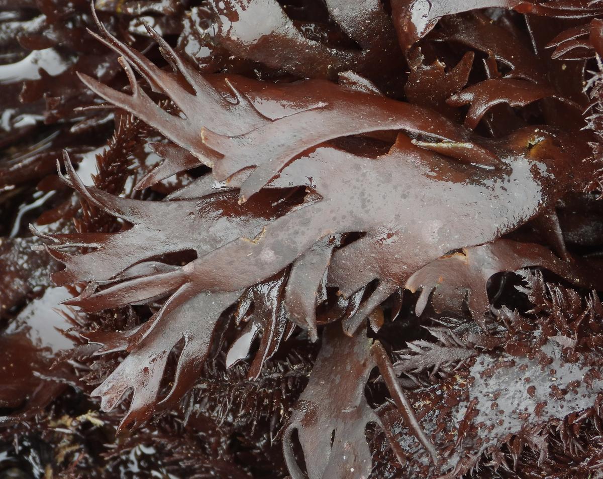 Chondrus crispus?