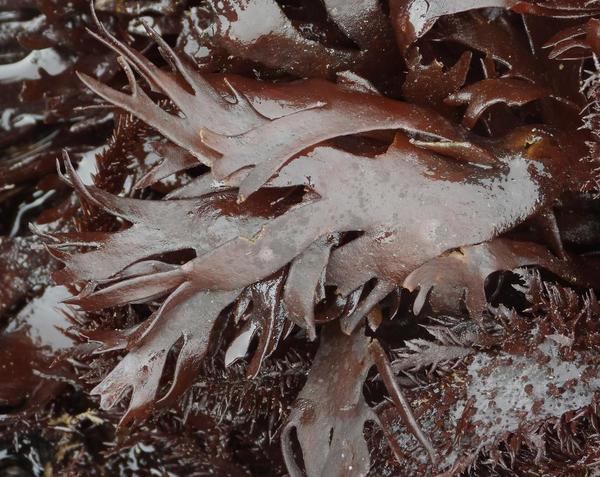 Chondrus crispus?