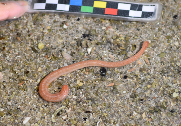 Chose estran trouvée dans le sable