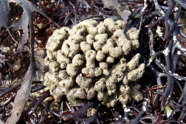 Choux fleur de mer ?