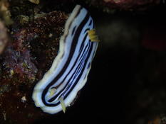 Chromdoris lochi ?