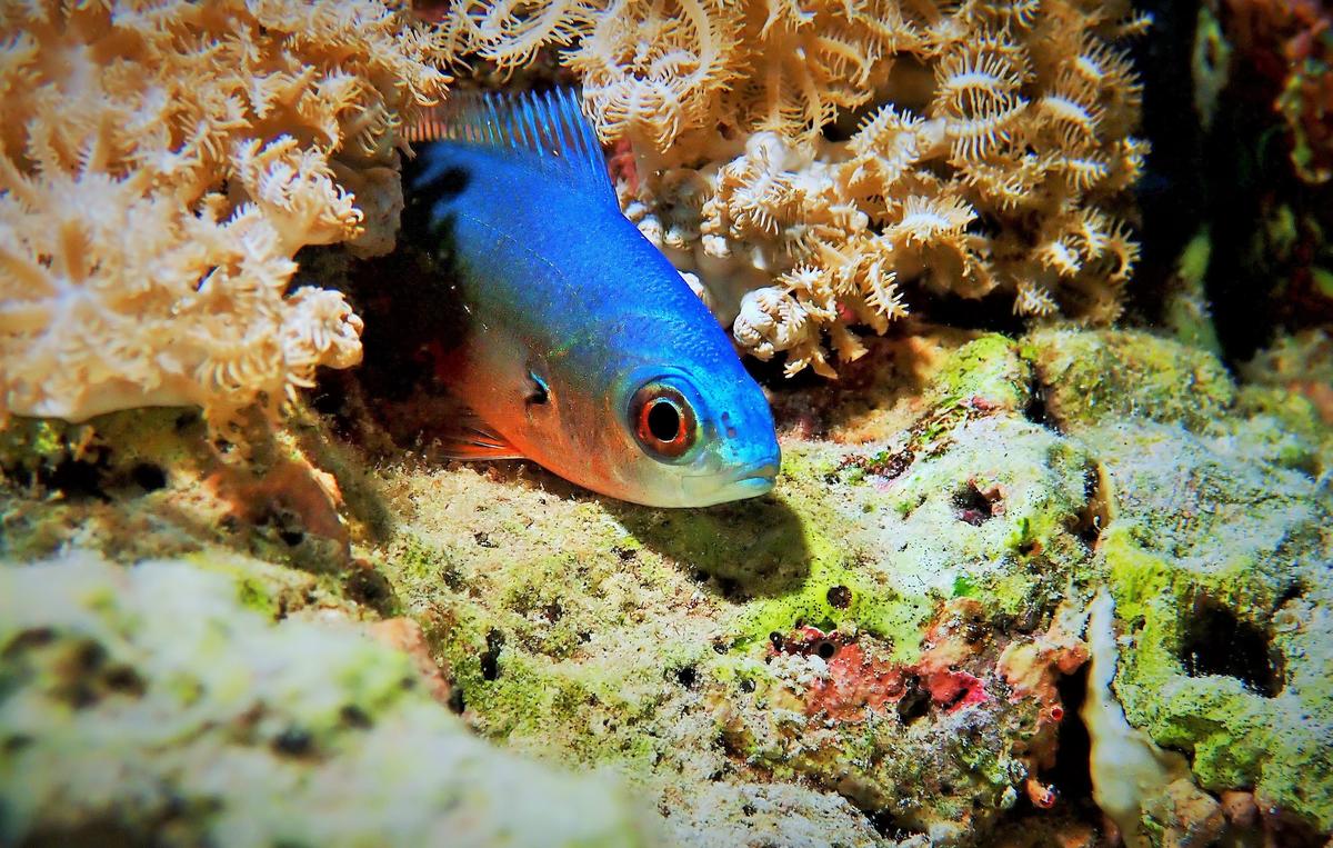 chromis? ou pas?