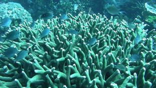 Chromis ternatensis sur Porites cylindrica ?