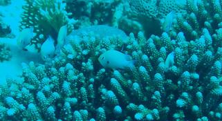 chromis viridis