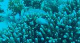 chromis viridis