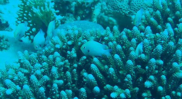 chromis viridis